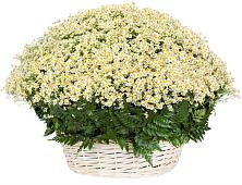 Цветочная композиция из Ромашки в корзине #REPLACE_PRED# Болычево